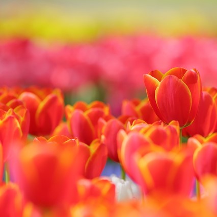 四季折々の花が咲き誇るハウステンボスへ。トラベルカウンターからのご案内