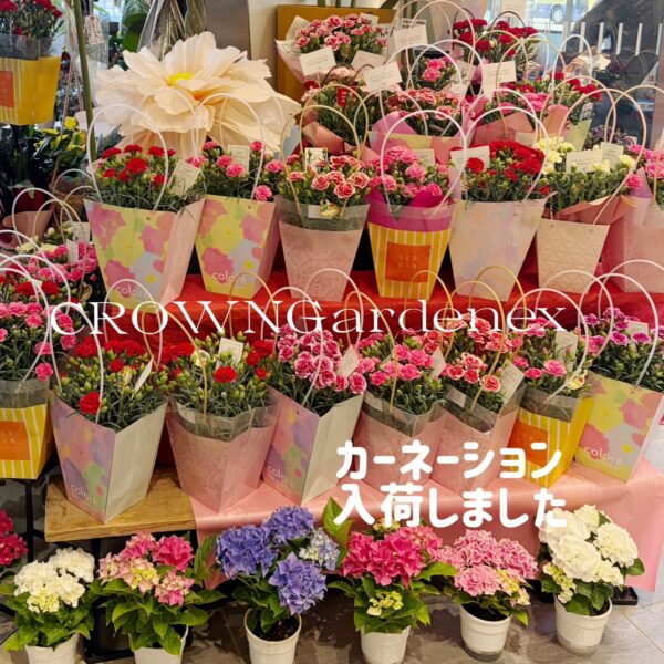 【CROWNGardenex】鉢花入荷しました！